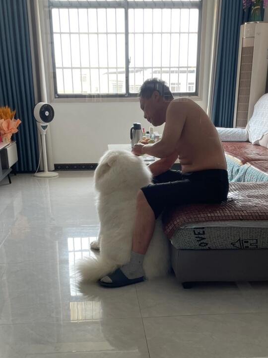 撒娇小狗最好命