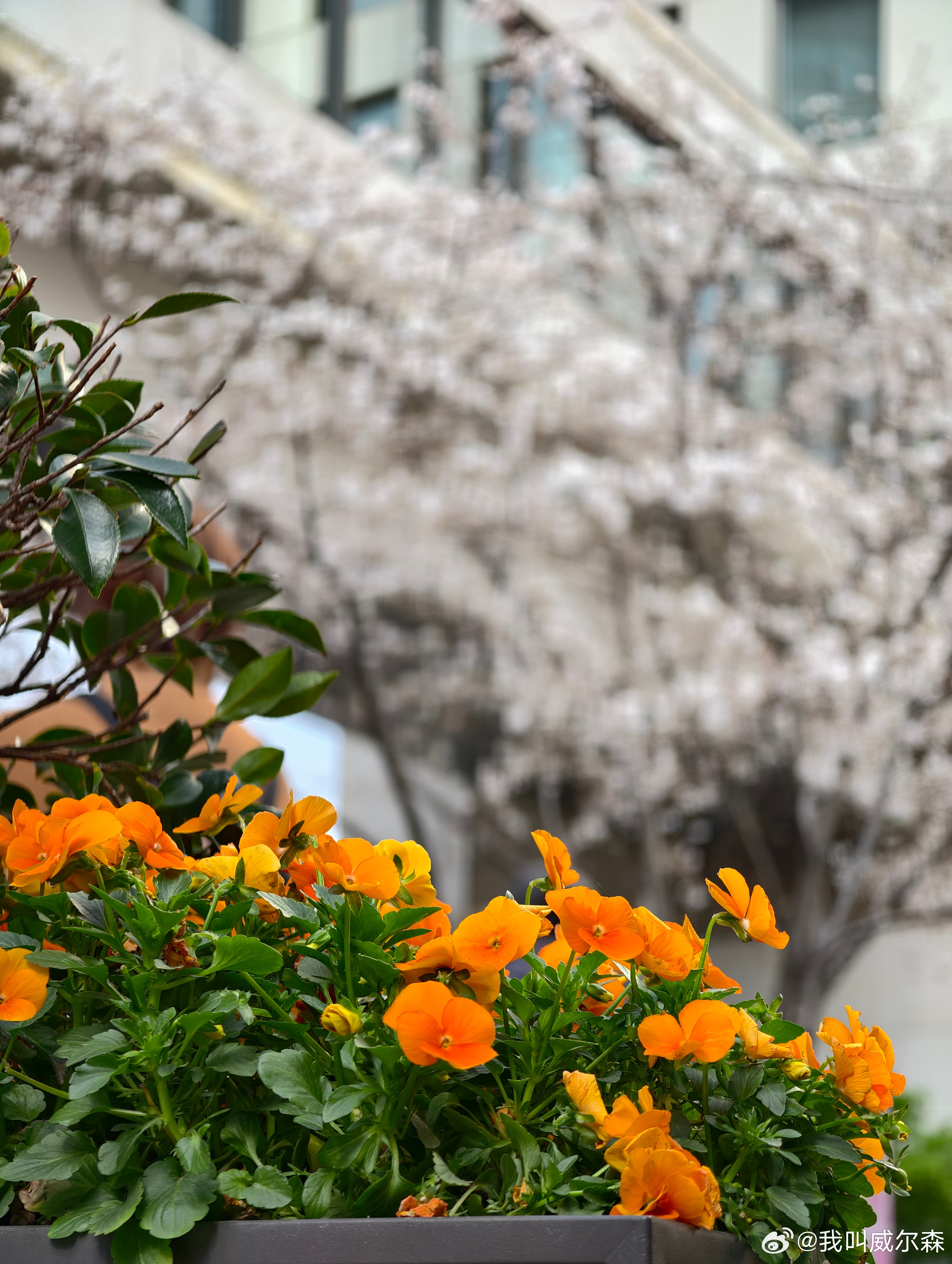 今日份光合作用日常分享