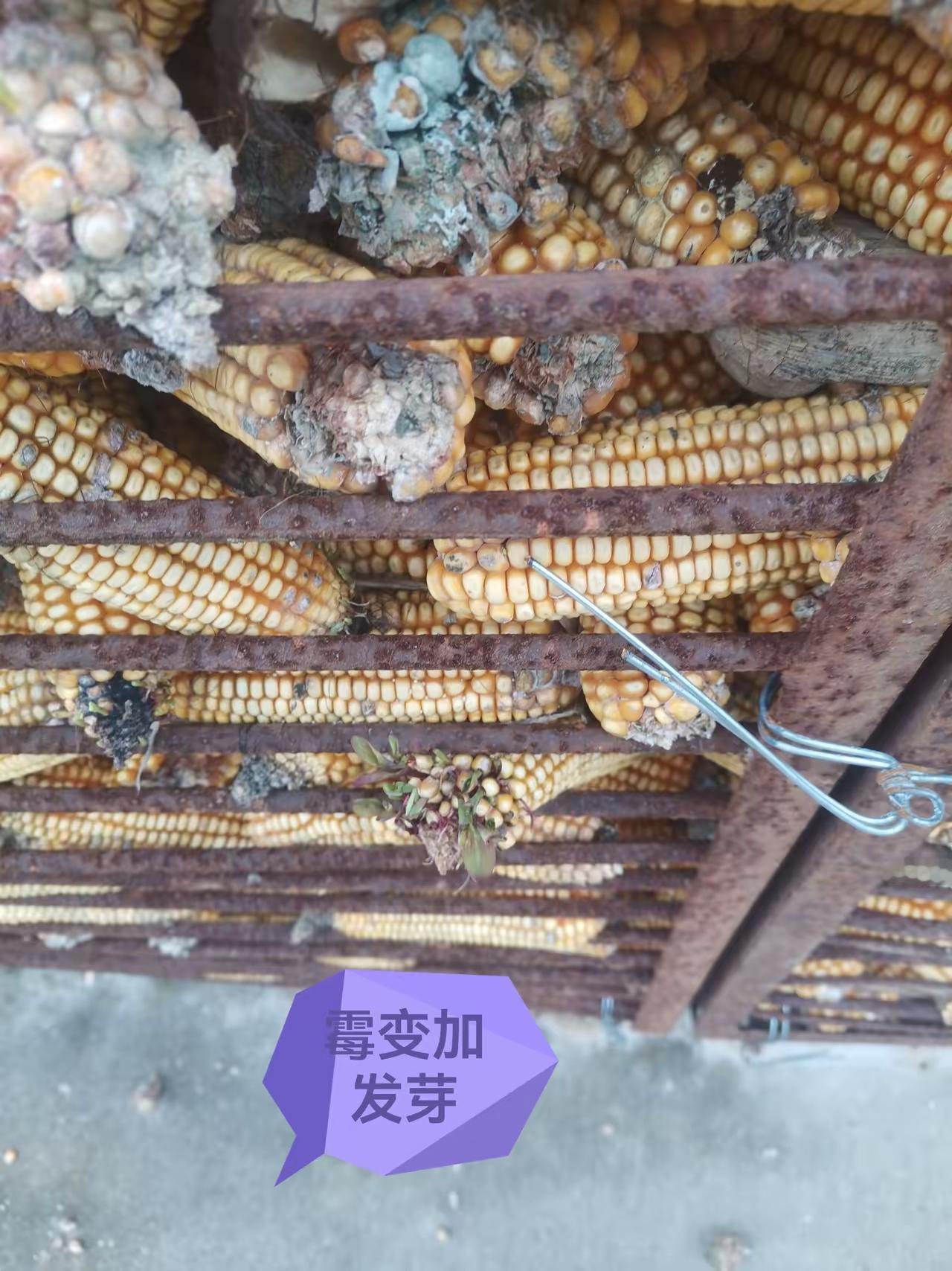 今秋的阴雨连绵，让一年的辛苦劳作，变成了伤心事。
没有秋收的喜悦，只有粮食要毁掉