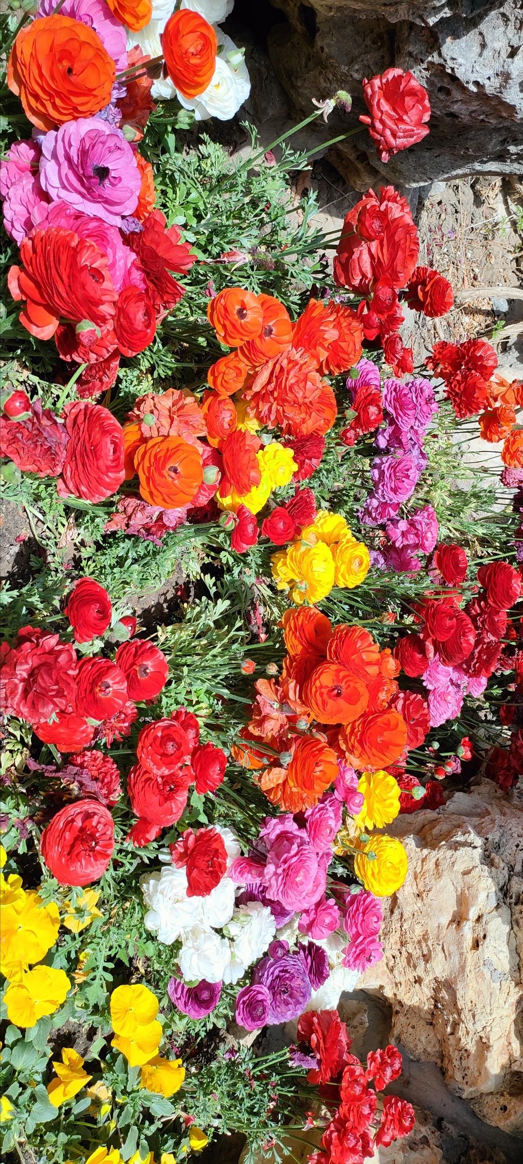 五彩缤纷的春日花海，绽放出无限生机与活力！🌸🌼🌺