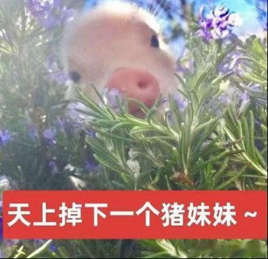 申请v要审核就算了 怎么卸v也要审核 还这么久 
