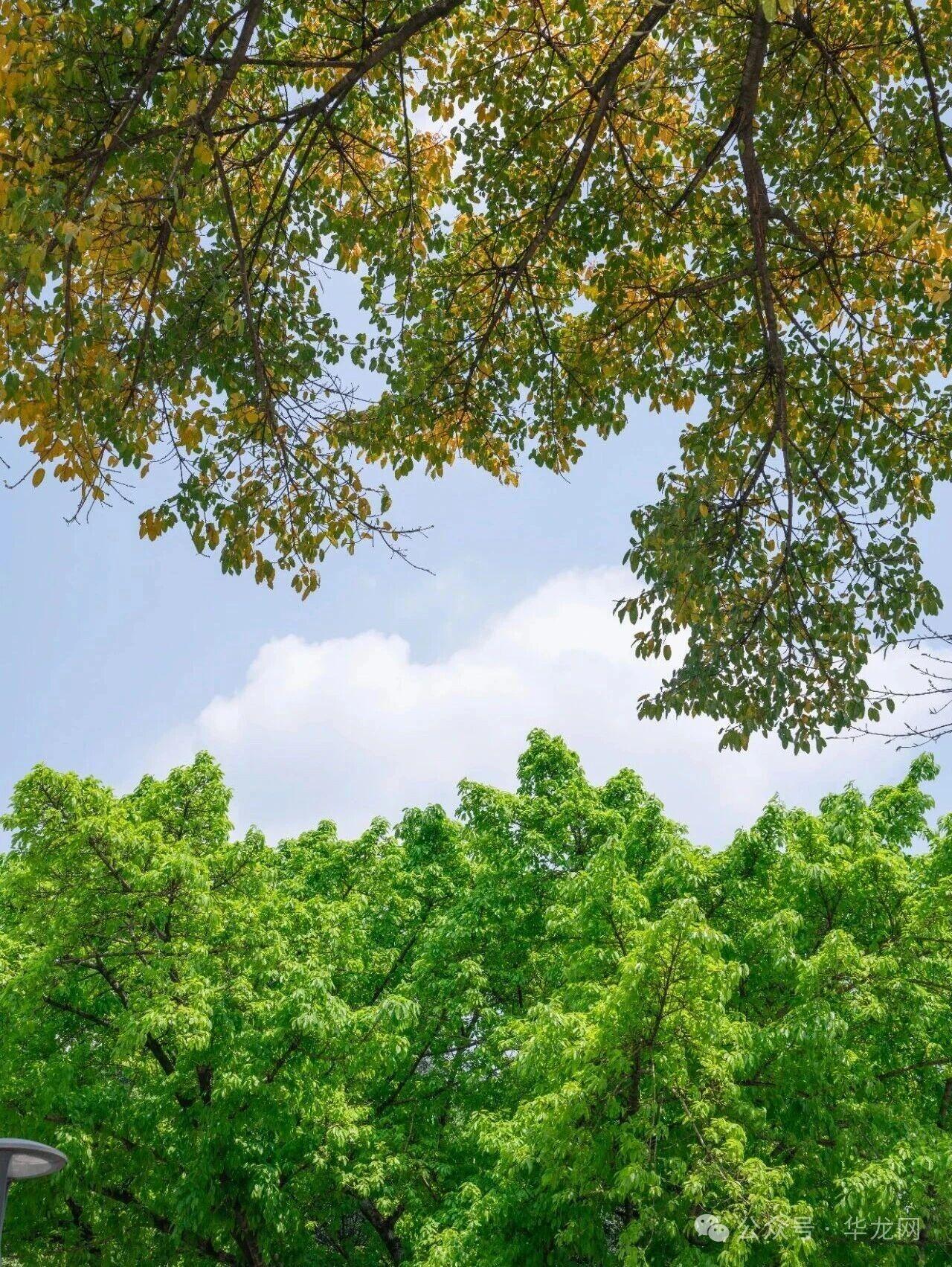 今天的重庆，已有初夏的感觉～