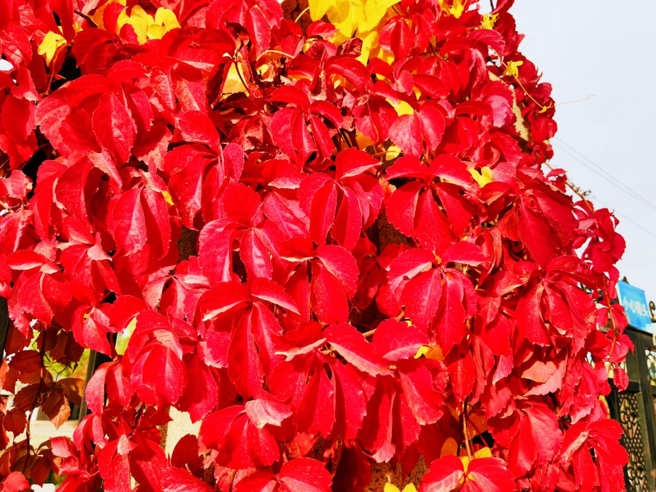 #图文种草机 遇见是一种享受，在深秋有点晚的季节，北方的时光让瀑布斑的爬山虎点燃