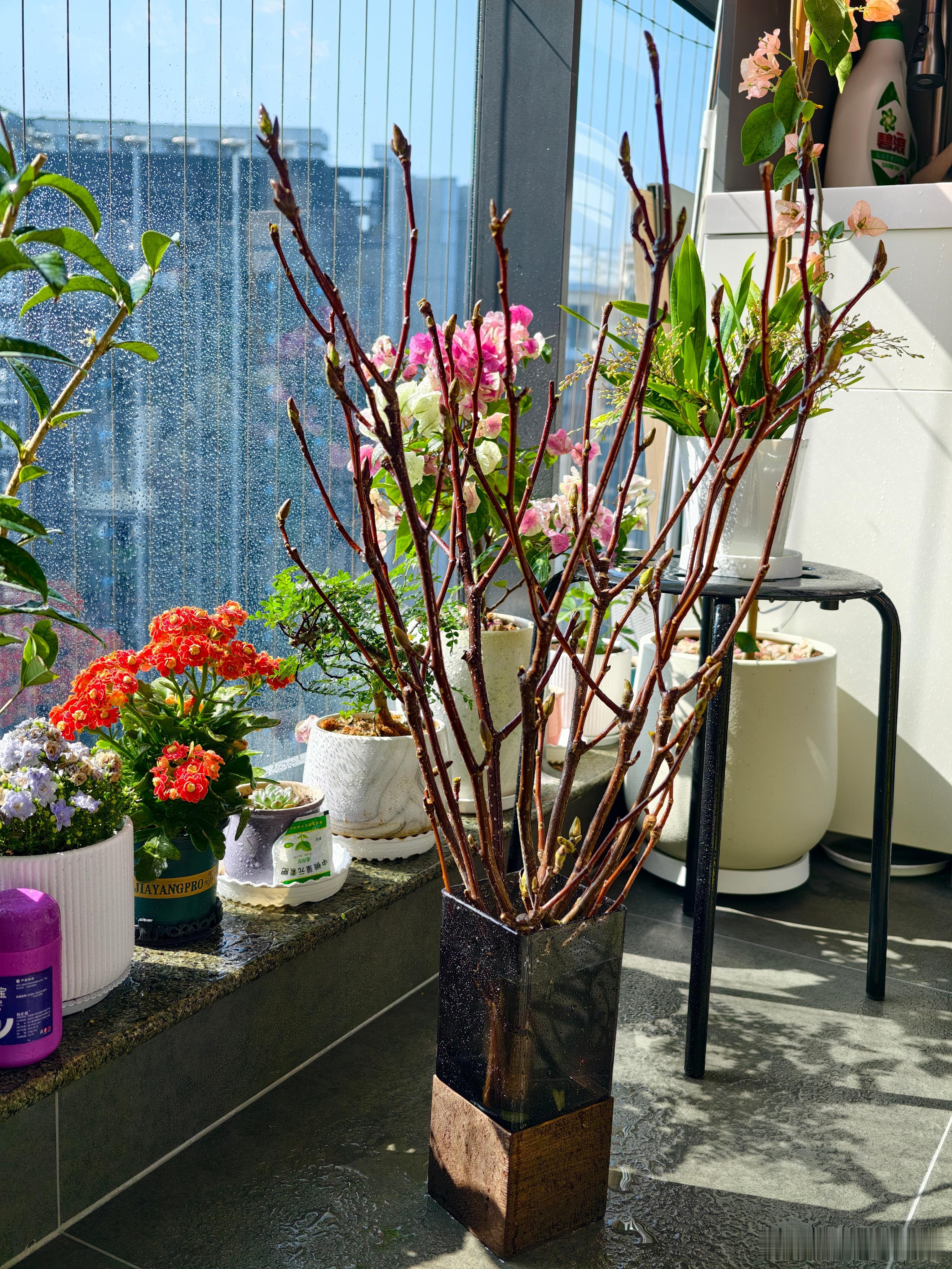 中年少女的养花日常更新，现在解锁新的养花方式，开始养玉兰干枝了，能开花吗？ 深圳