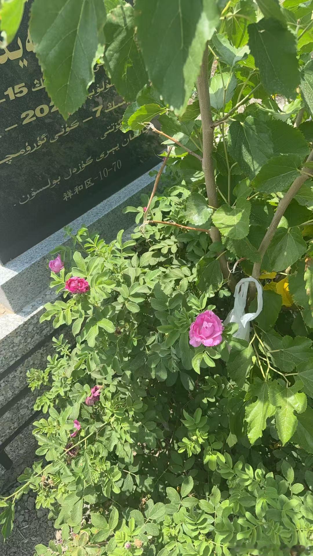 节日快乐 开花咯 