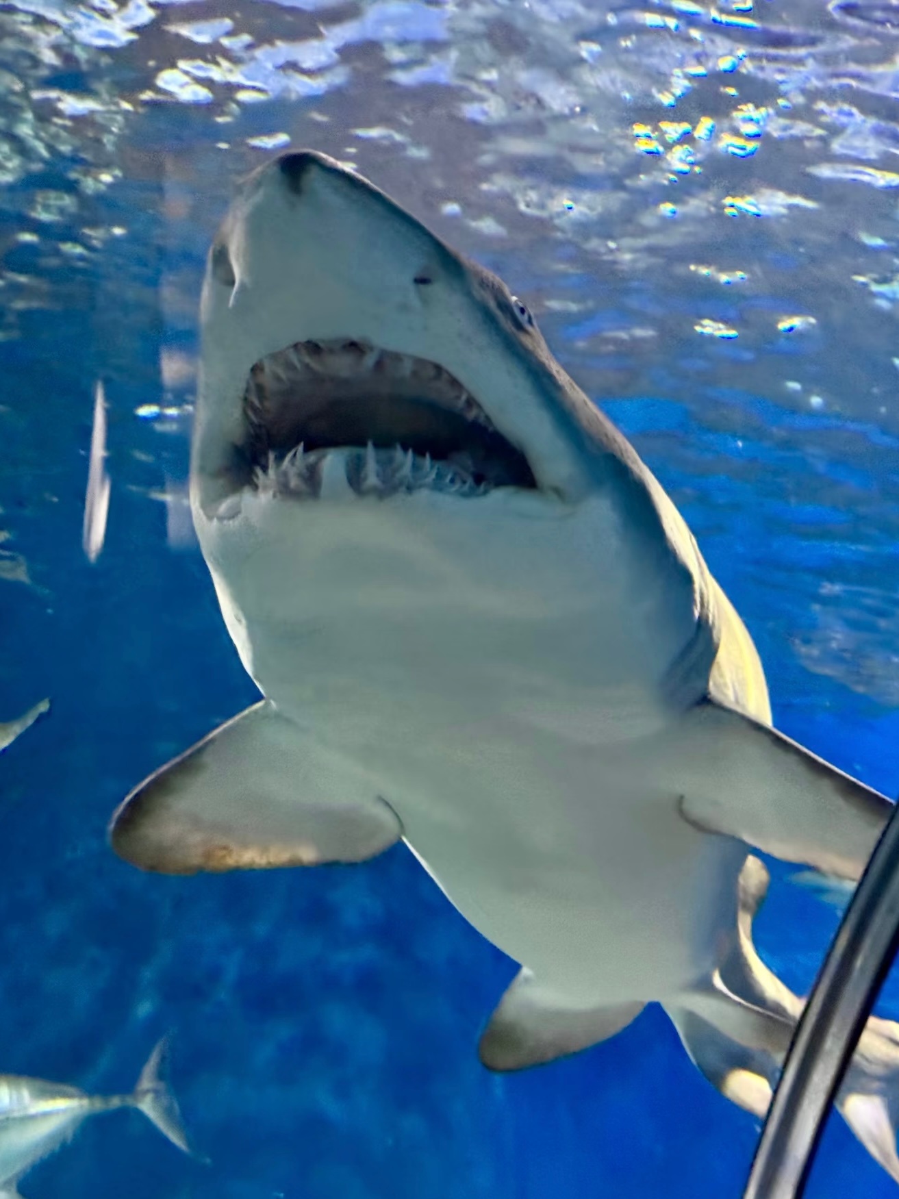 夏天太适合去水族馆啦🐠 