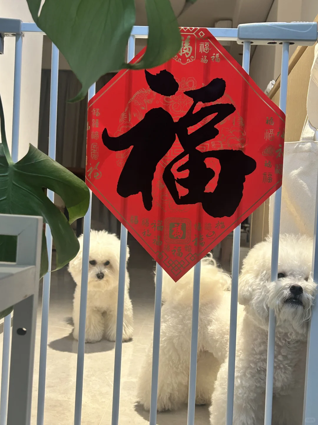 小狗过年啦