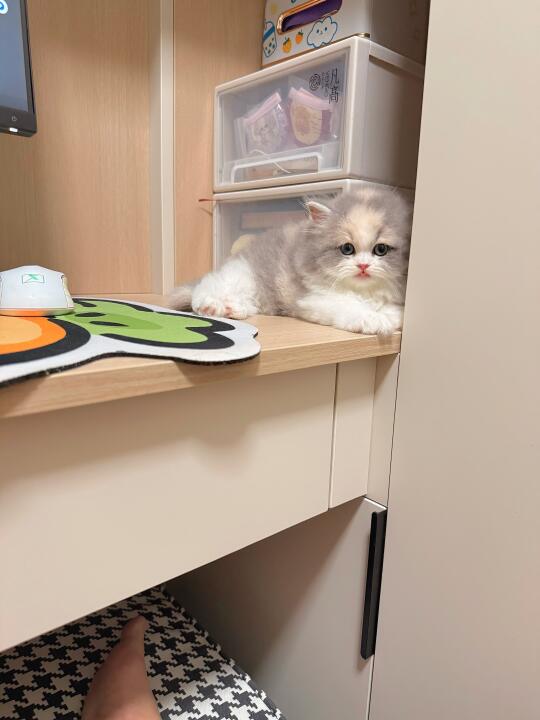 谁家小猫这么喜欢躲猫猫啊，偷感好重