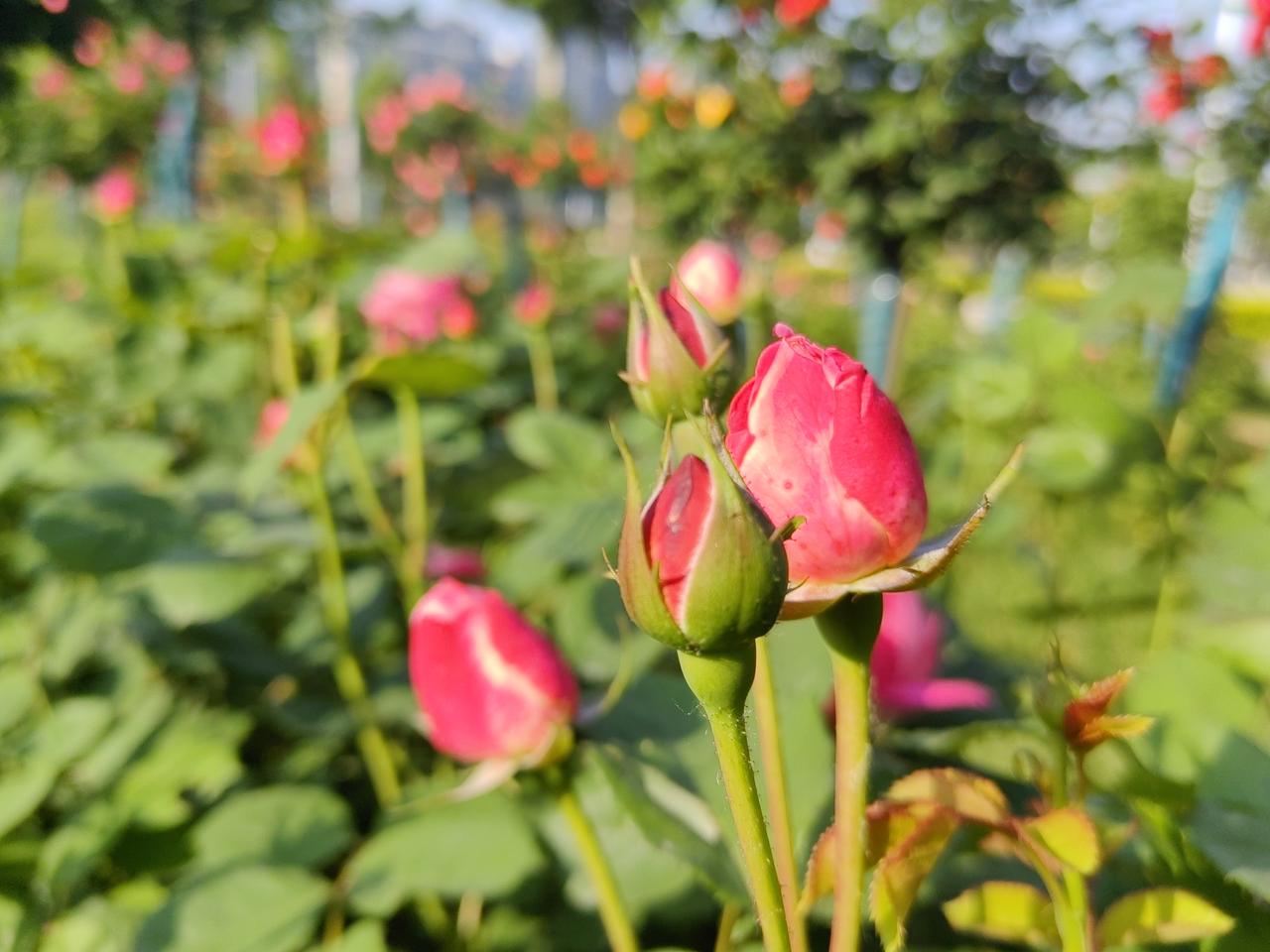 科研本源于闲暇，理应允许学者适度躺平
 
回望科学发展本源，真正纯粹的求知与探索