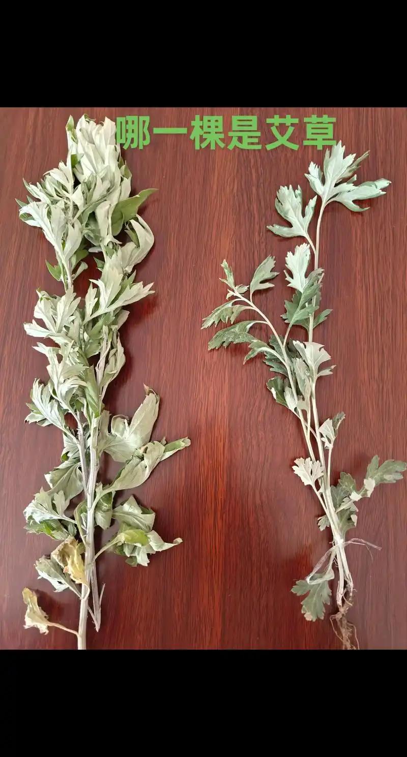 湖北蕲春，这颗大别山南麓的明珠，凭借一棵艾草实现惊人蜕变。曾是连续16年的“国家