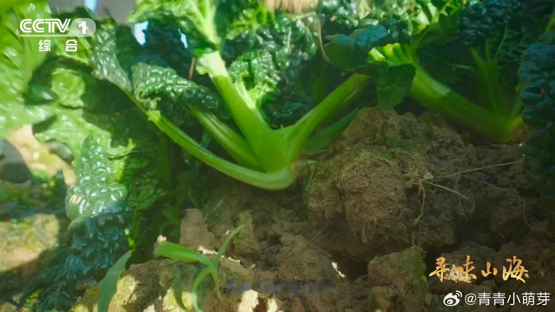 会吹泡泡的蔬菜霜打过的泡泡青，简直是舌尖上的宝藏。甜糯口感，一吃就忘不了，这种 
