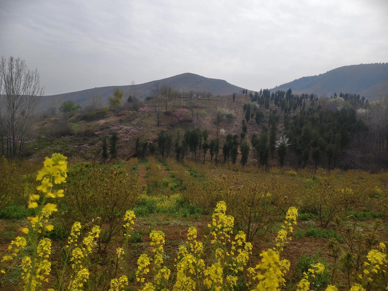 生活中，随手一拍的花，总能带来意想不到的美。上次我在小区散步，不经意间看到墙角的