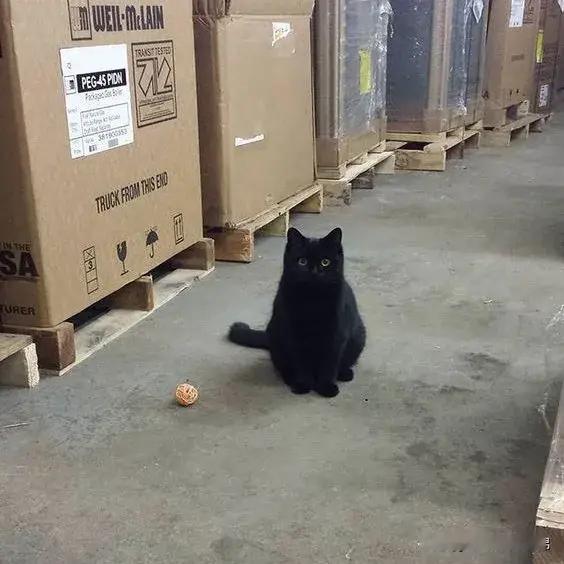 别干活儿了，😿快陪我玩好不好～ ​​​