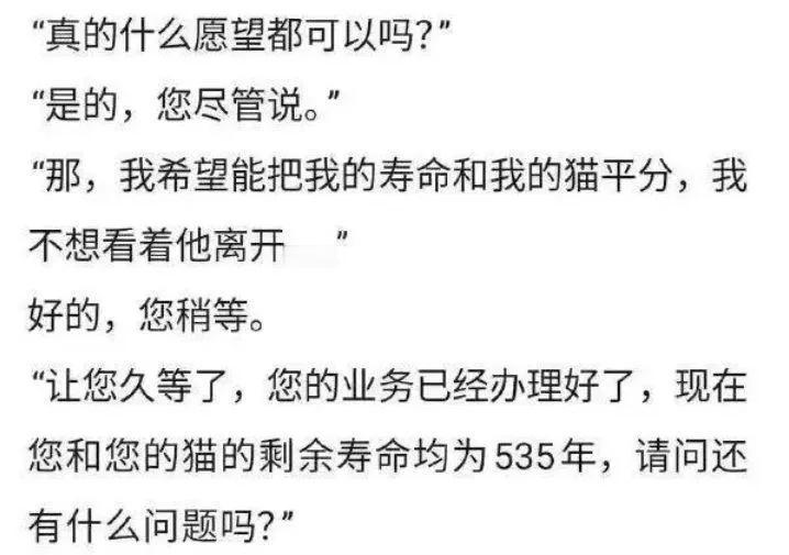 猫：我的修为呢