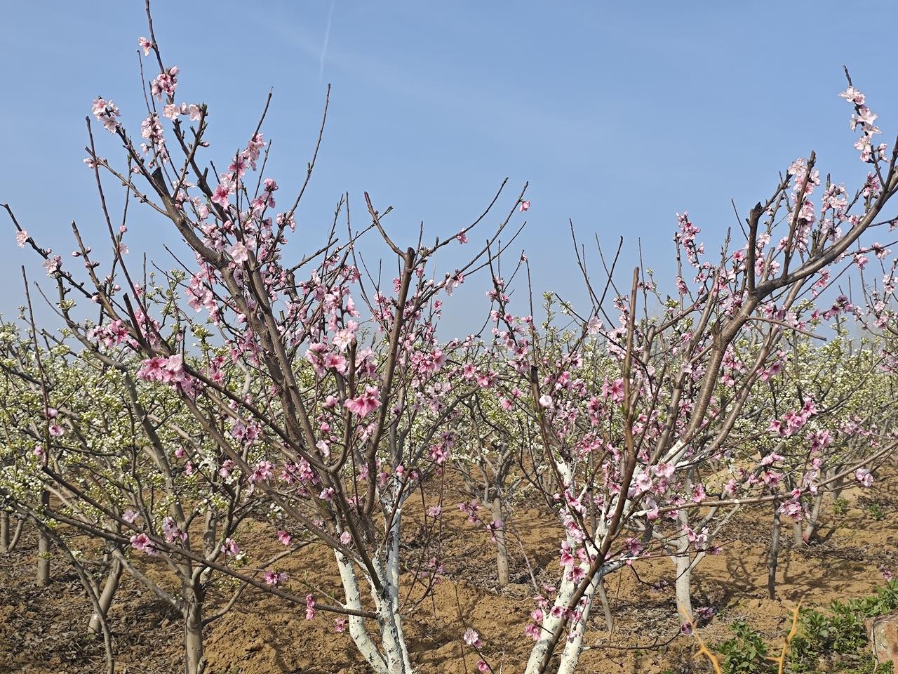 现在，退休后养老金最高的能拿多少？
按2026年最新公开数据，职工养老金（含机关