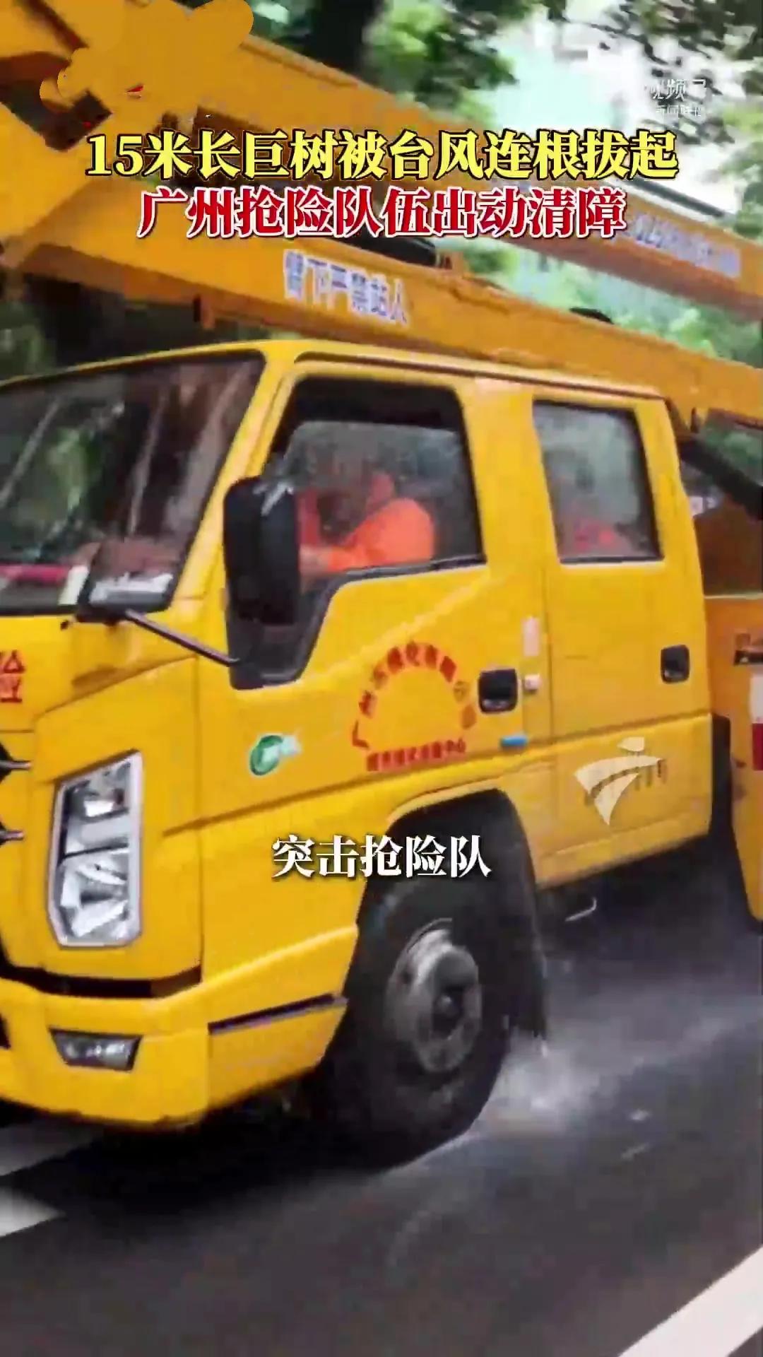 超强台风来袭，广州遭受重创。一棵15米高的巨树在狂风中无力抵抗，被连根拔起，轰然