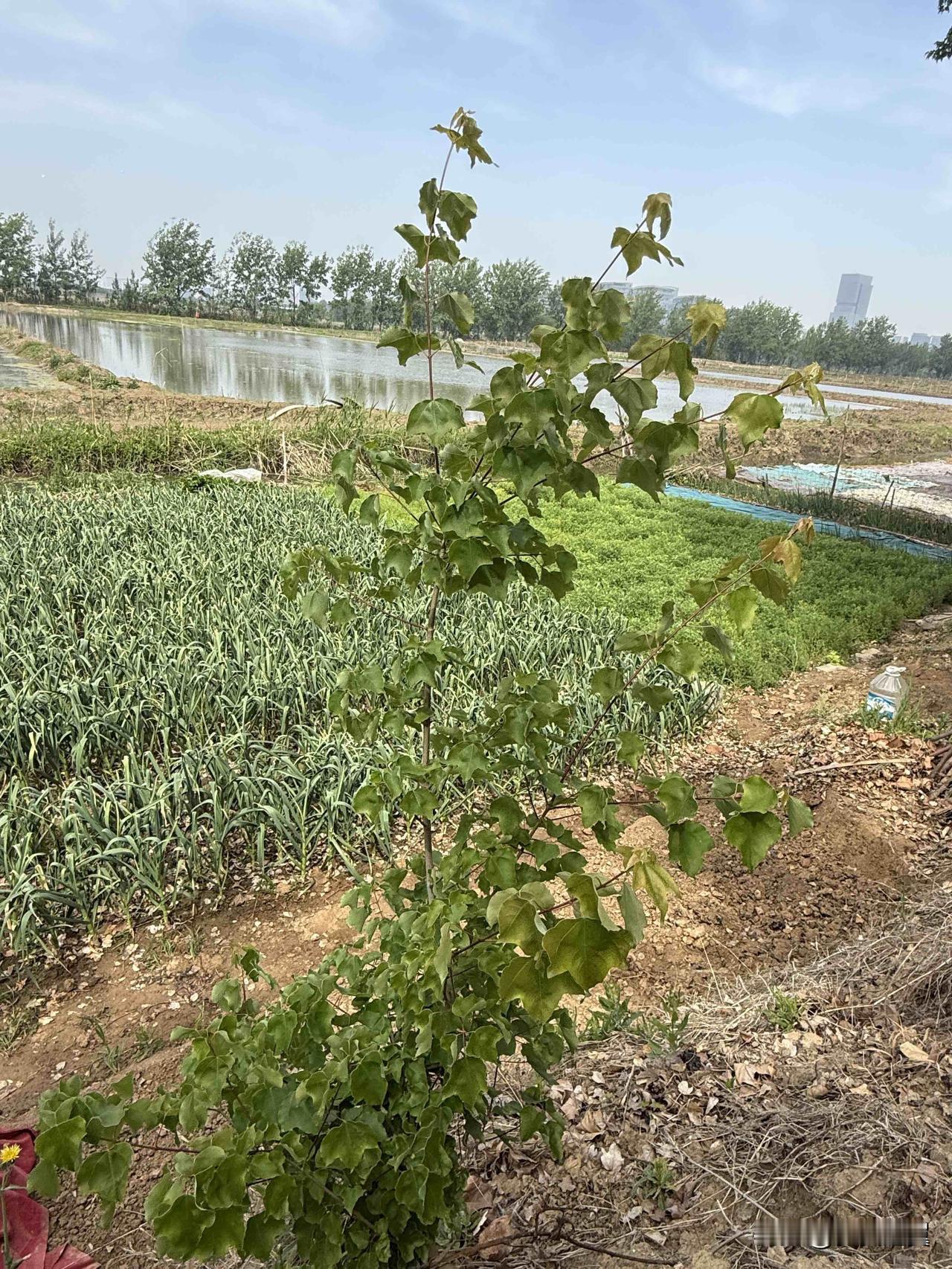 【小对联】
上：土改；
下：……？