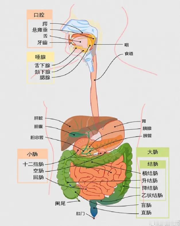 谣言说，人吃入转基因食物后自己的基因就被转了！你相信吗？
      一切食物从