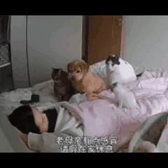 养宠最戳人的不是可爱颜值，而是它们藏在笨拙里的真心，没半点虚情假意，太好哭了！