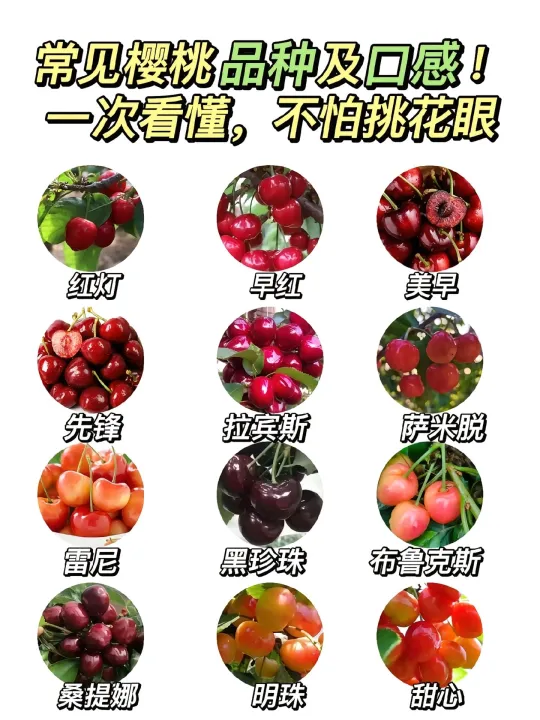 🍒樱桃品种大赏 | 从此挑樱桃不迷茫