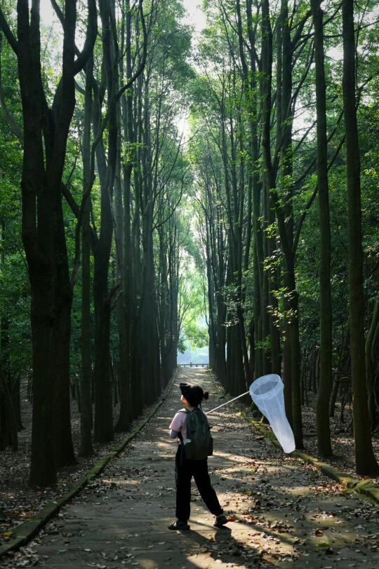 成都徒步，爱惨了这片森林秘境，出片0难度