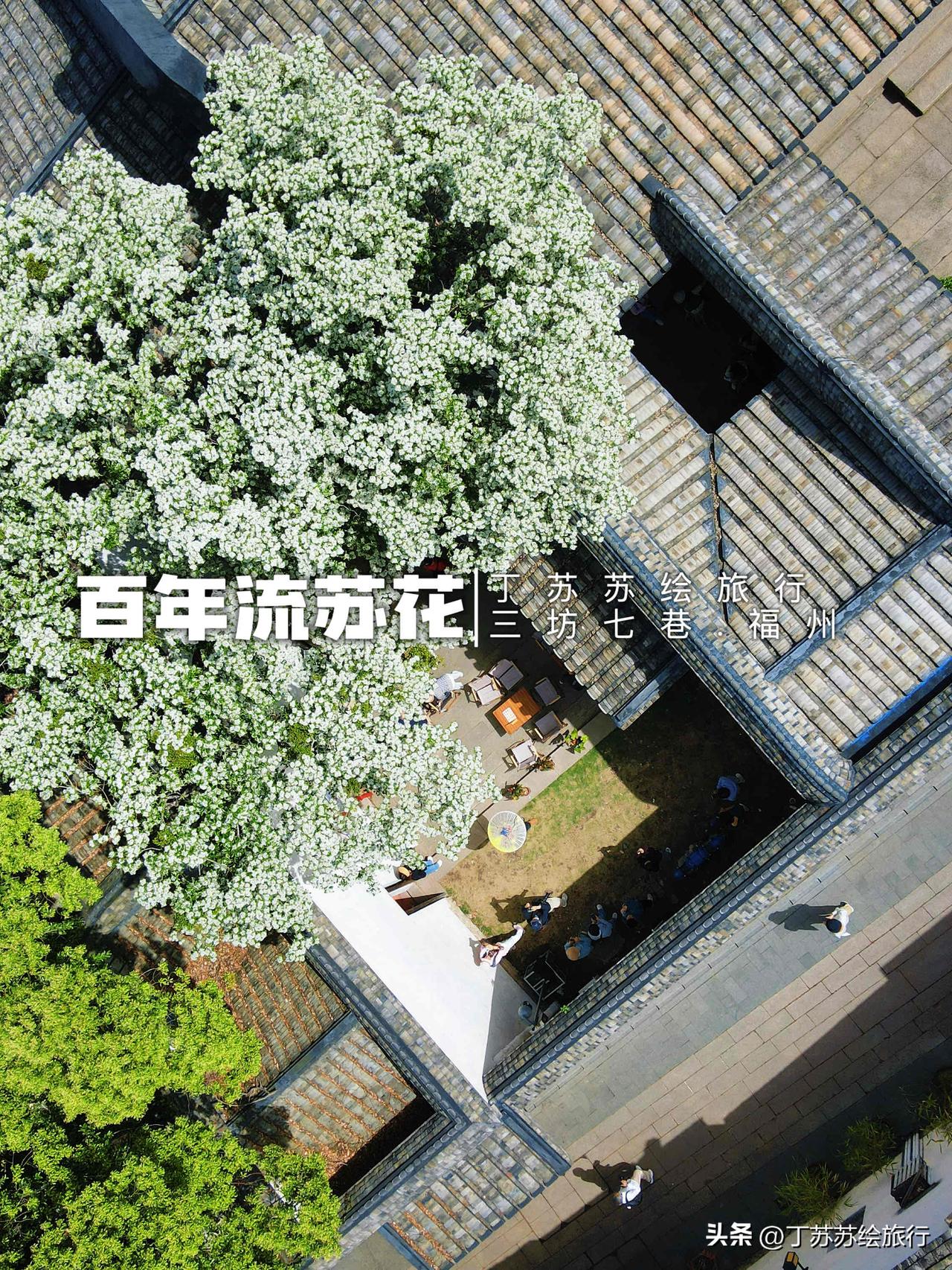 不是衣锦坊！百年流苏花福州中式美学‼️沈大人种的四月雪见证了太多！

清明假期三