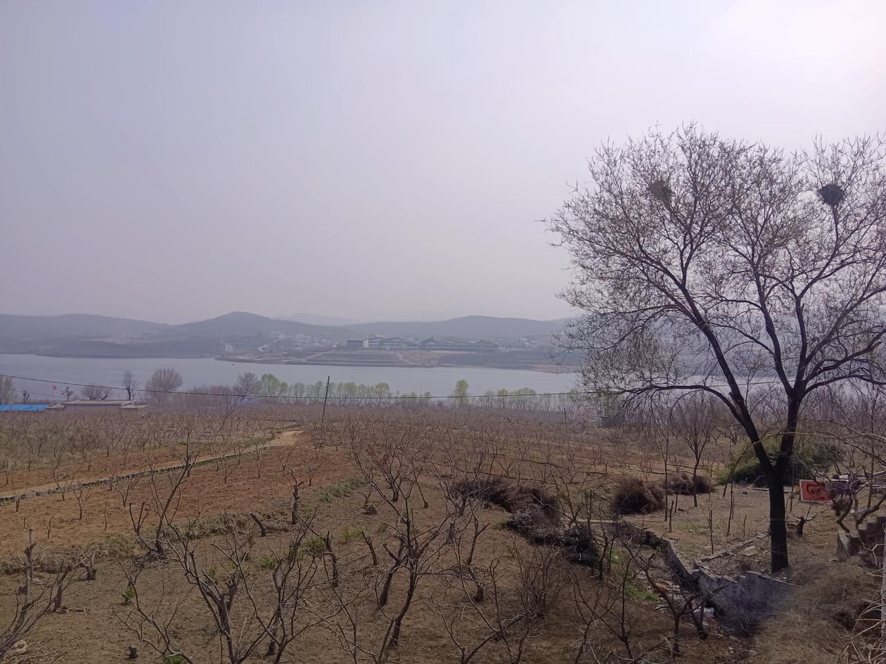 午后城西五十里，湖边春暖鸦雀来。
与君共饮醪糟酒，坡上杏花霎时开。

​——午后