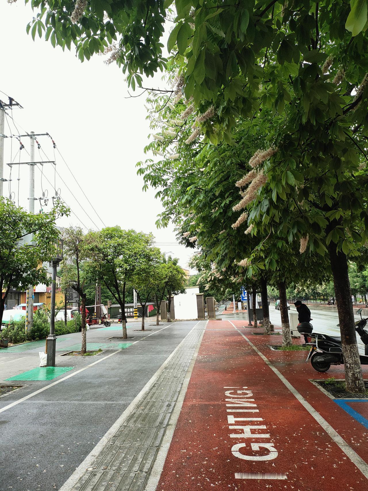 记录我的2026雨后的街道被洗得格外清爽，空气里裹着湿润的草木香。七叶树的白花簌