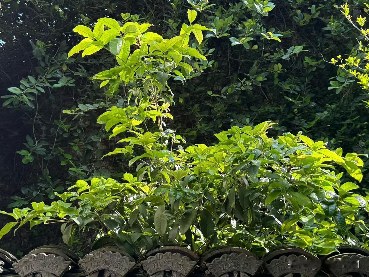 作为姑，阿英为37岁的侄子斌斌着急，对于斌斌和前村的玲玲，谈了六，七年，结果还分