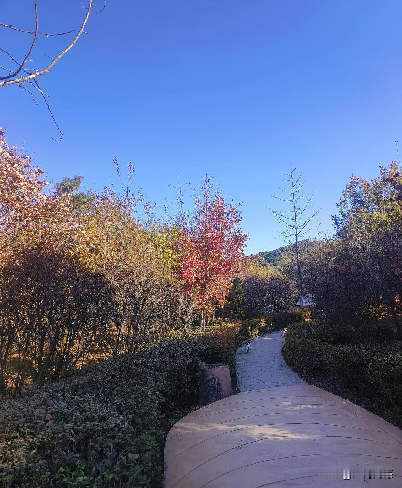 深秋时节，已经没有几天了，树上的红叶也褪色了，有的已经枯萎凋零，冬天马上就要来了