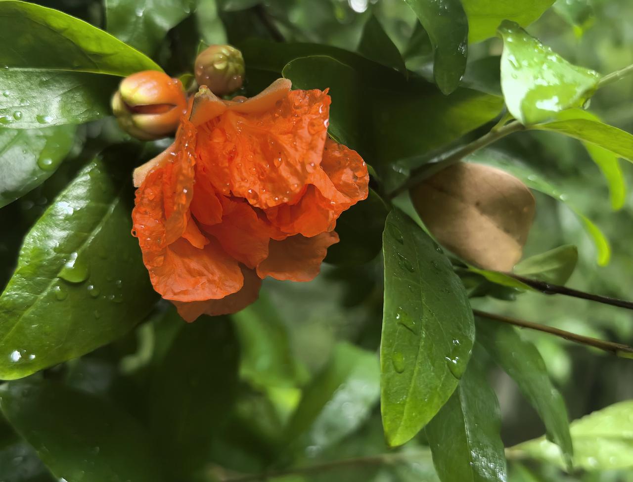 初夏的石榴花（三）