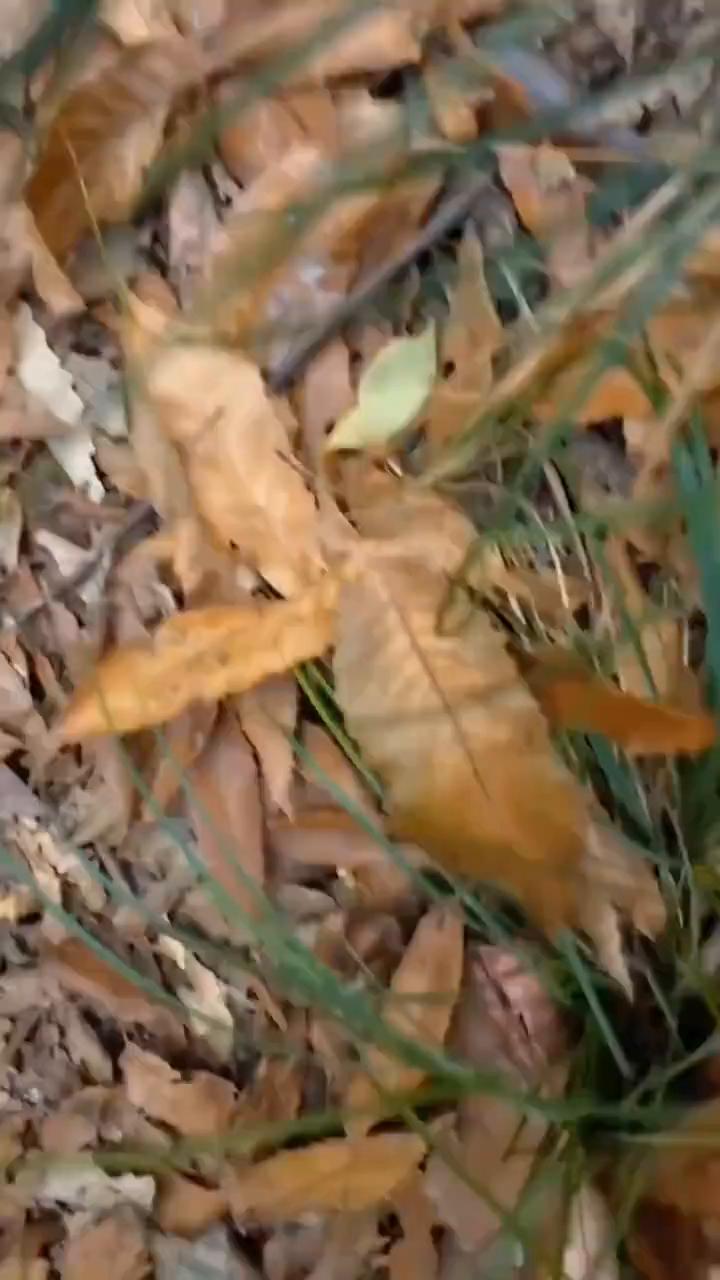 小姐姐在山里发现了一只蛤蟆，让她惊喜不已，于是就将它捡了起来，抱在怀里往回走。只