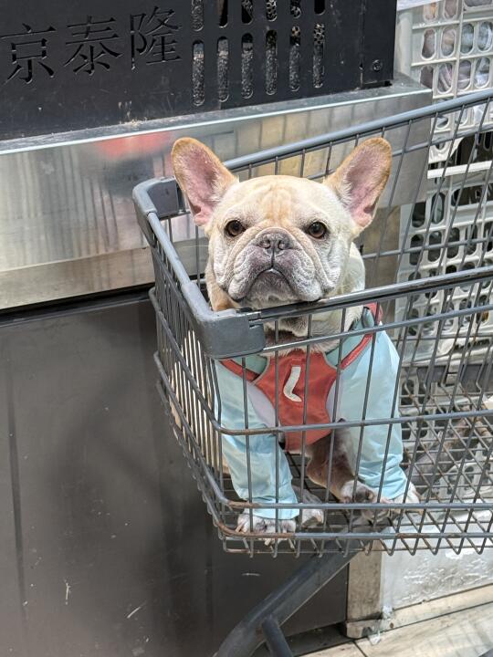 我的史迪仔大挂件