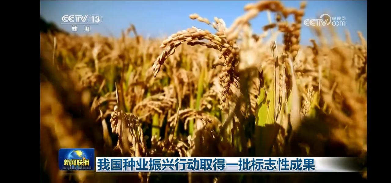 “丰收的喜悦！我国种业振兴行动取得标志性成果”🌾🌾🌾