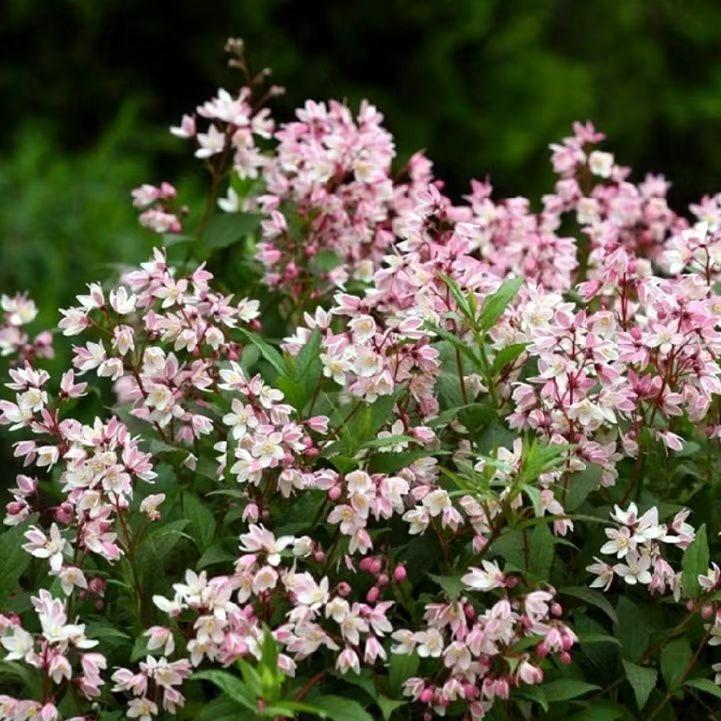 上联：春光早满乡词里，安子邀对蝴蝶蜜蜂少女队。