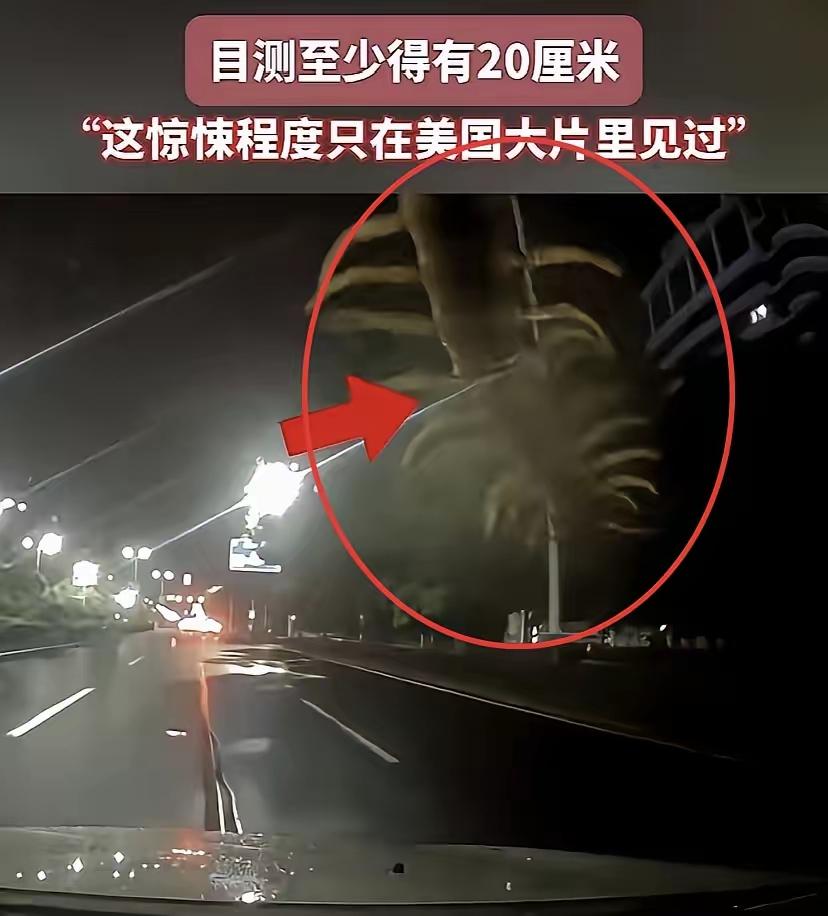 太吓人了，这是成精了？台州男子深夜驾车，车窗惊现巨型蜈蚣吓麻众人
 
深夜独自开