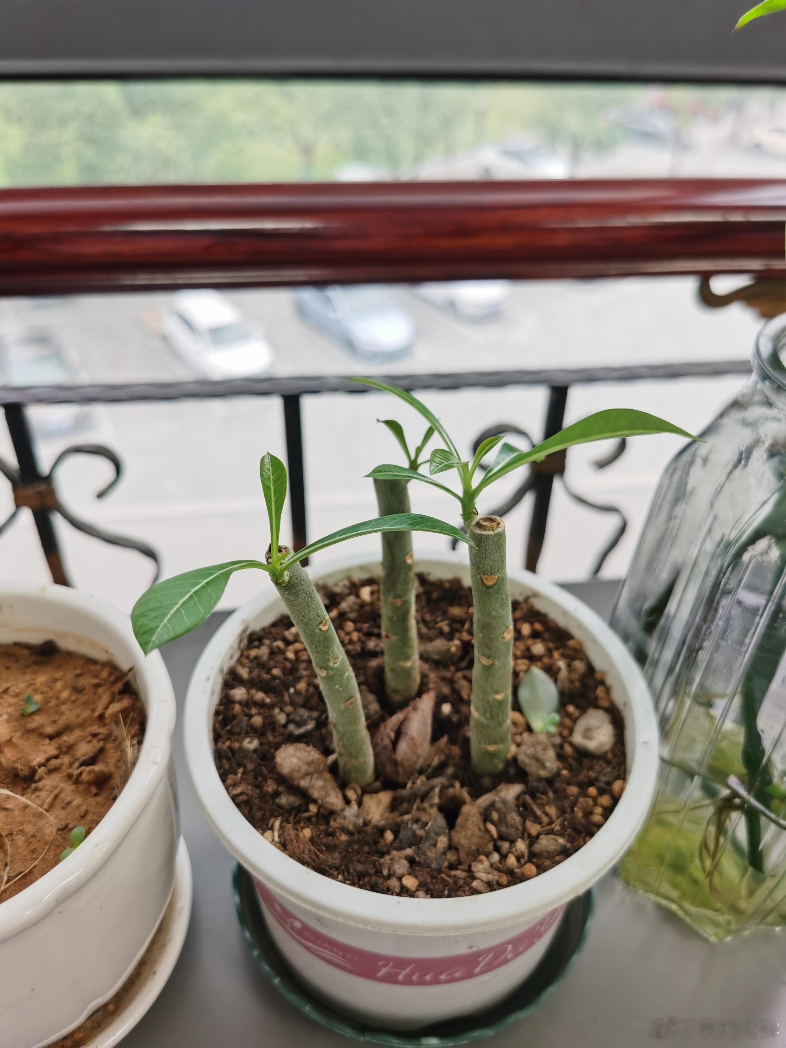捯饬我的花草。 