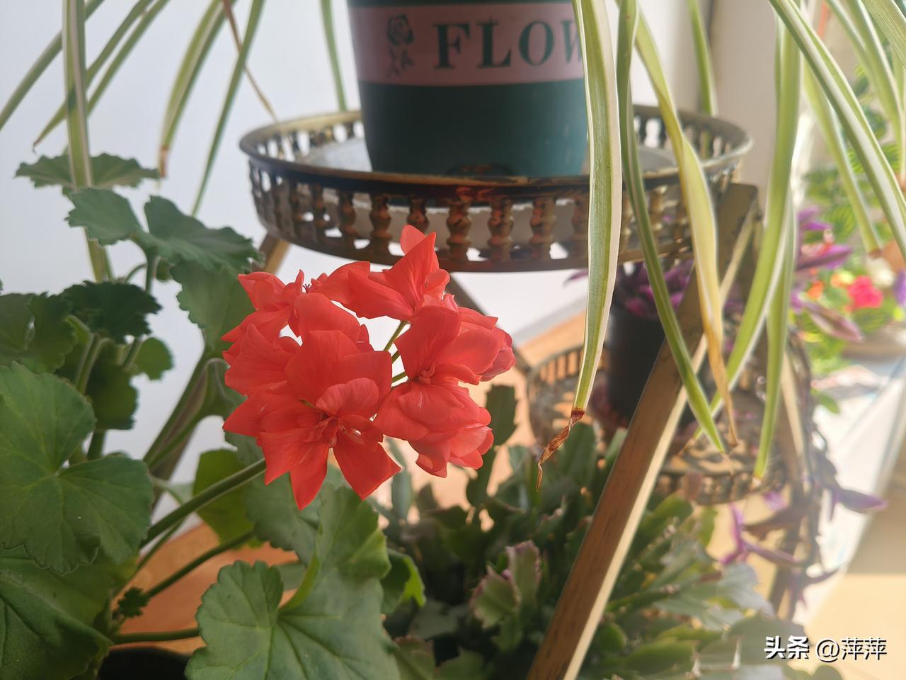 集卡领红包有时候真的弄不懂人情世故，感觉好复杂！