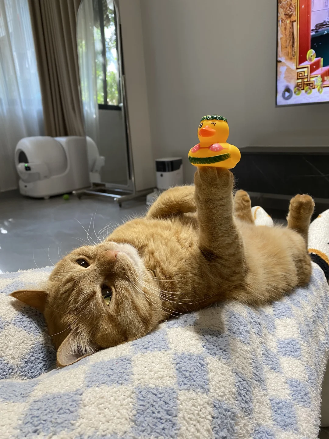 帮人类顶住鸭力🐥