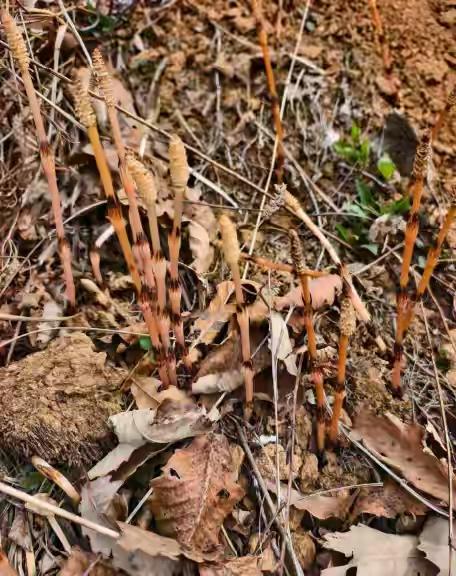 这娃太牛了！辽宁庄河，一家人爬山挖野菜。8岁儿子突然拉住爸爸大喊：“爸爸，这座山