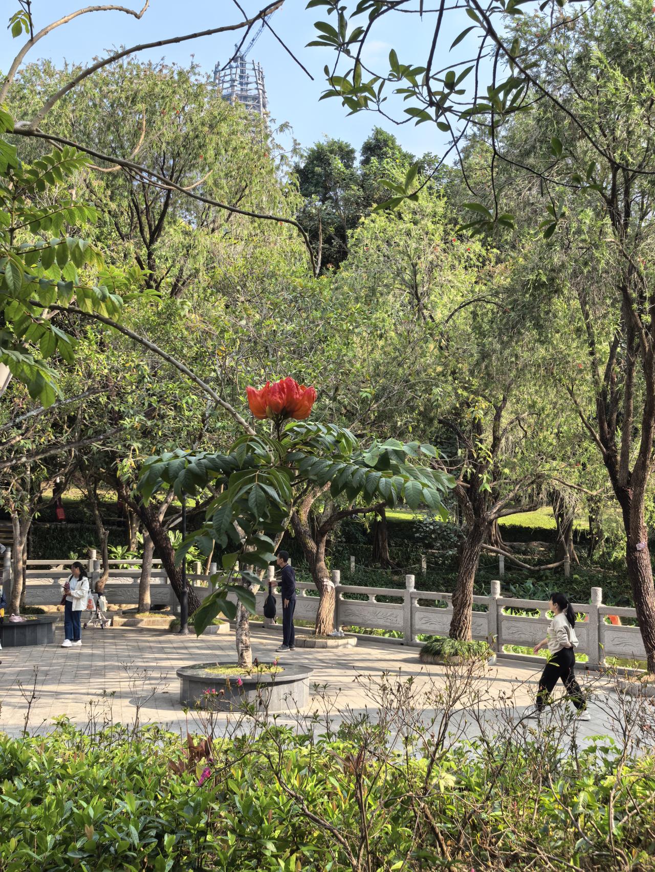 分享一下你随手拍下的照片拍于笔架山公园的这花真如火焰，太好看了。