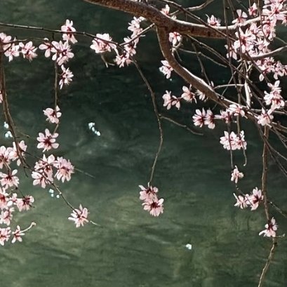 桃花的种植：一.露地种植 - 品种选择：选择易形成花芽、树体生长快、坐果率高的品