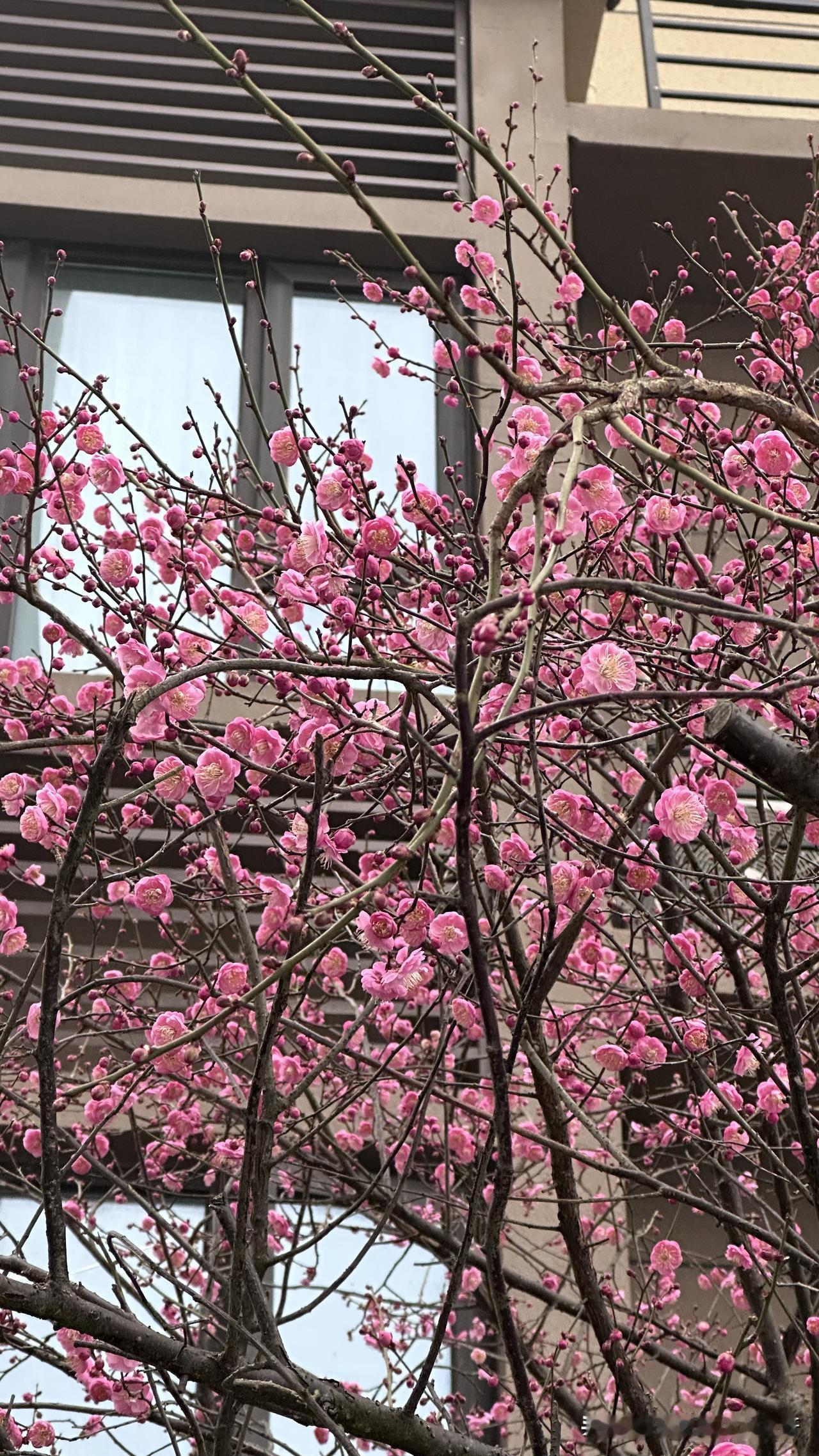 我又开始看花了，他们说这是腊梅，跟桃花长得有点像，我好像有点分不清，看见花就觉得
