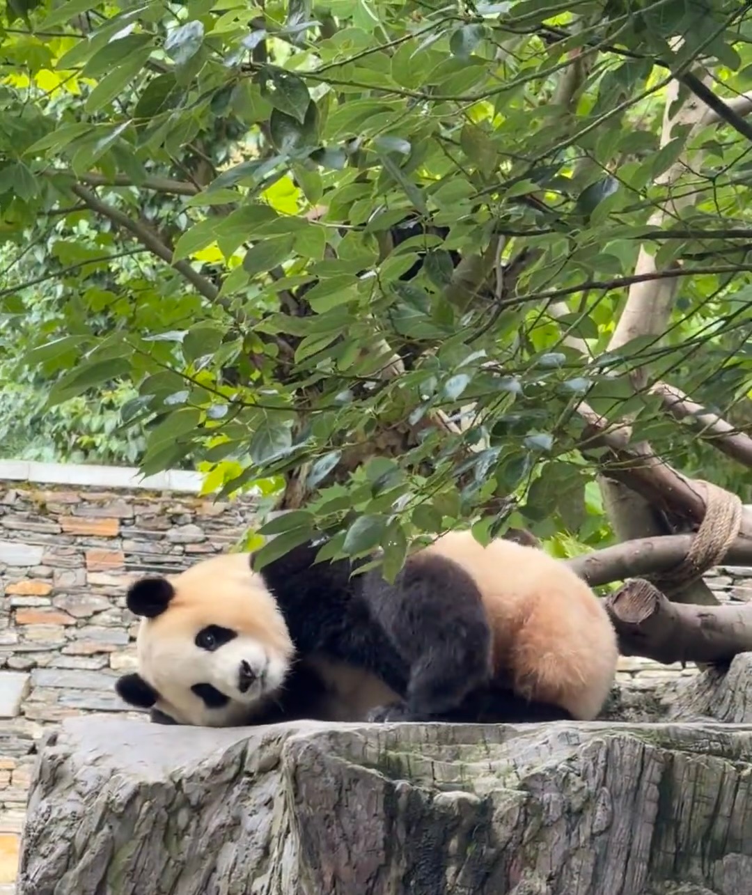 每日一善🌱熊猫守护者 🐼熊猫记·🌿 呆萌可爱 ，📸 捕捉瞬间，🐼 熊猫