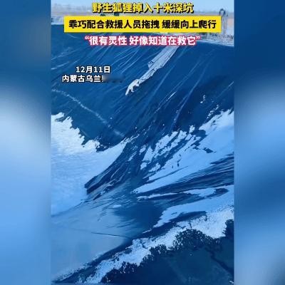 你说神不神？内蒙古乌兰察布一只野生狐狸，掉进十米深的坑，居然乖乖跟人配合着脱险了