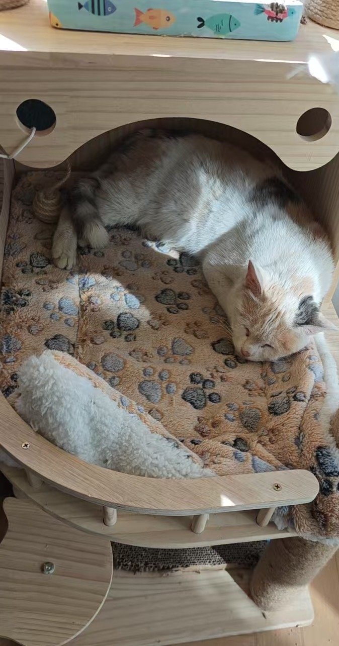 今天详细问了我家那位是怎么把三彩宝宝带回来的，他说，当时他在一个路口等灯，她就在