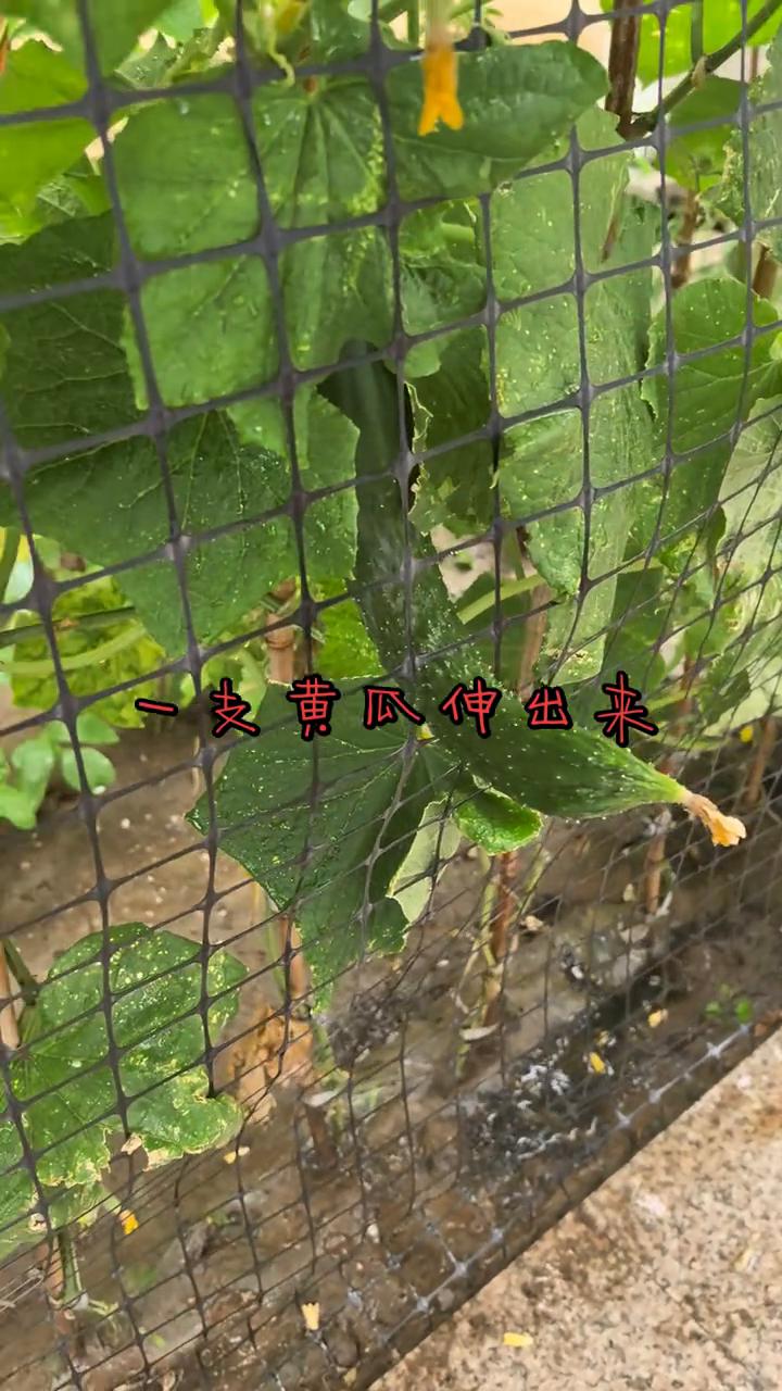 一支黄瓜伸出来，一支黄瓜伸出来，一支黄瓜伸出来。
