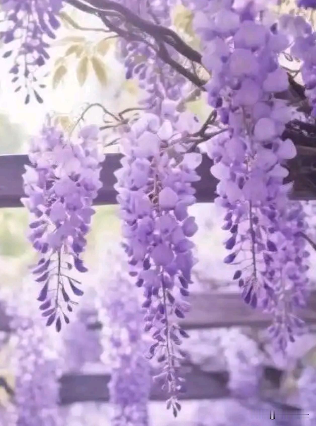 风一吹，紫藤花就像把春日的紫雾揉碎了挂在枝头，连空气都裹着清甜的香气。原来慢下来