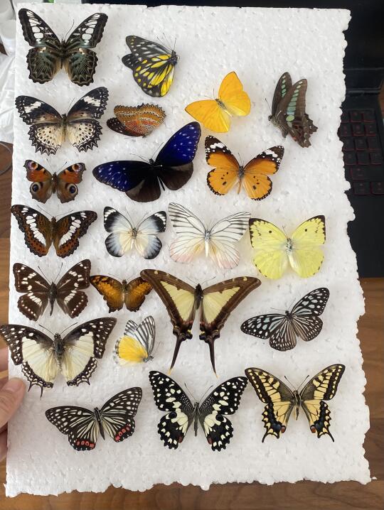 在家里整蝴蝶标本的日常
