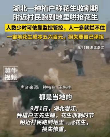 辛辛苦苦承包千亩花生，眼看丰收却被村民哄抢，种植户直呼：明年再也不种了。
 
湖